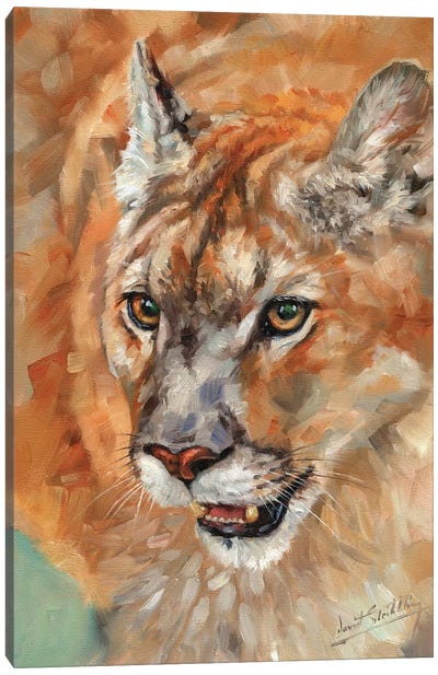 Cougar Portrait II Canvas Art Print - Cougars