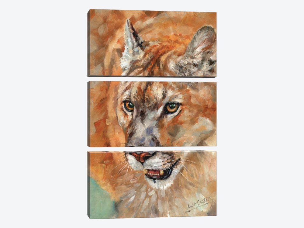 Cougar Portrait II by David Stribbling 3-piece Art Print