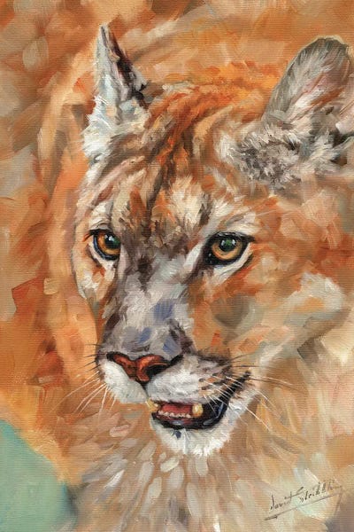Cougars: Cougar Portrait II by David Stribbling