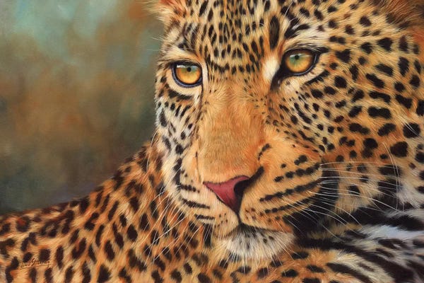 Leopards: Leopard Portrait II by David Stribbling