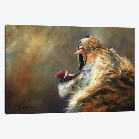 Lion Roar Canvas Print #STG192} by David Stribbling Canvas Art Print
