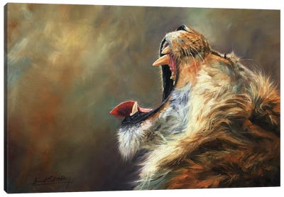 Lion Roar Canvas Art Print - David Stribbling