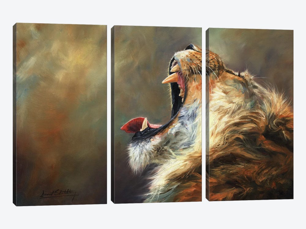 Lion Roar by David Stribbling 3-piece Canvas Print