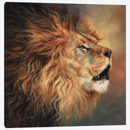 Lion Roar Profile Canvas Print #STG193} by David Stribbling Art Print