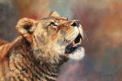 Lioness Porait III by David Stribbling canvas print