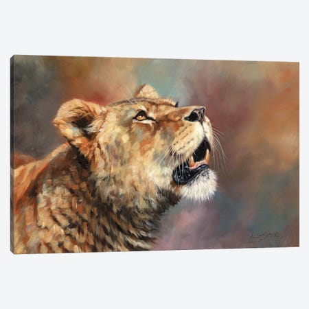 Lioness Porait III Canvas Print #STG194} by David Stribbling Canvas Art