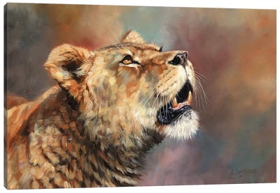Lioness Porait III Canvas Art Print - David Stribbling