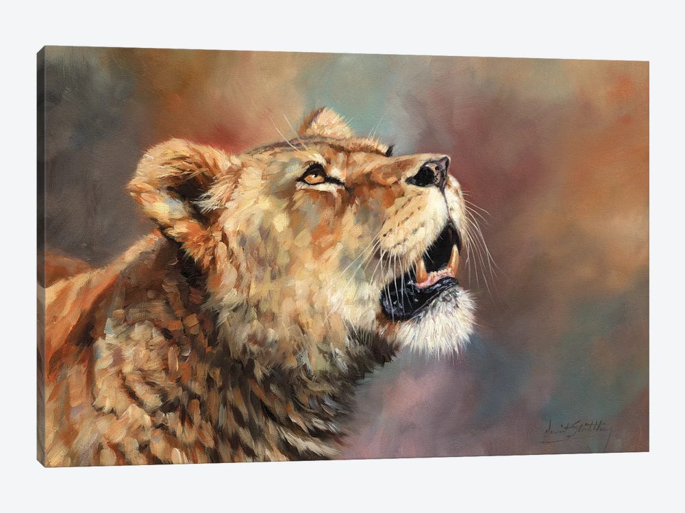 Lioness Porait III by David Stribbling 1-piece Canvas Art Print