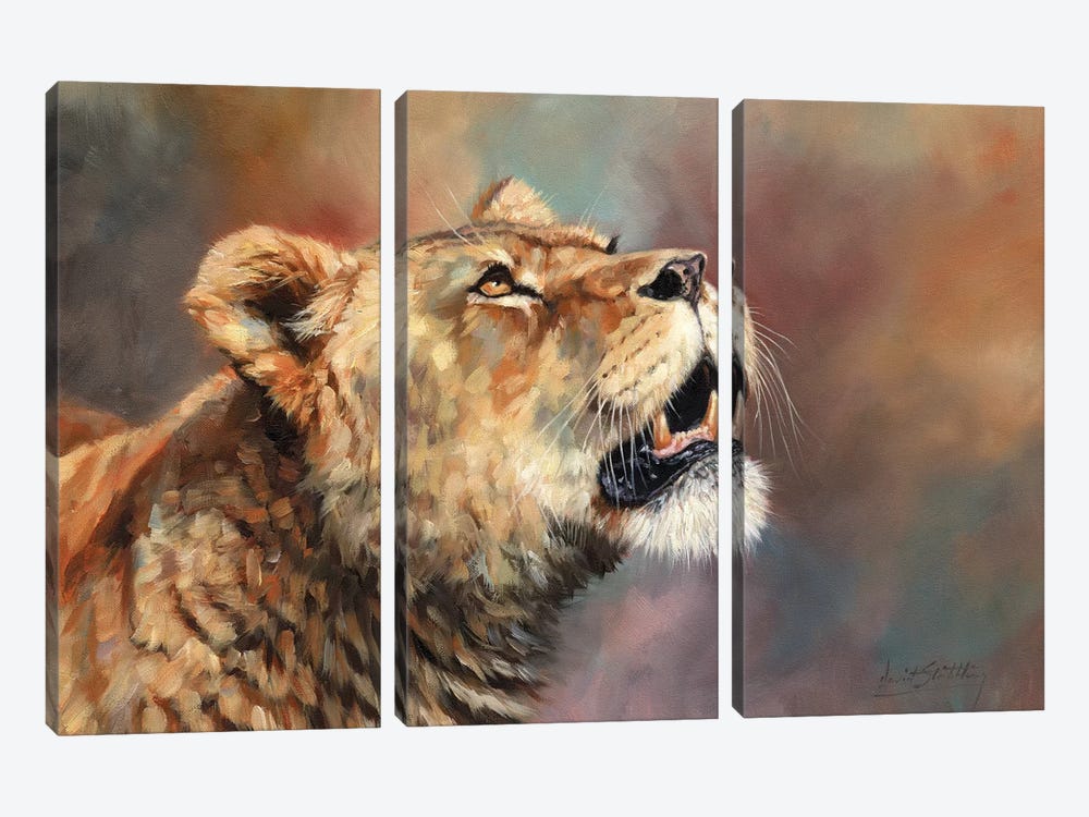 Lioness Porait III by David Stribbling 3-piece Canvas Print