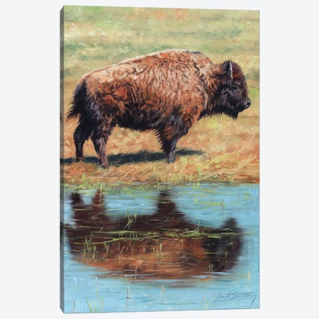 North American Bison Canvas Print #STG195} by David Stribbling Canvas Wall Art