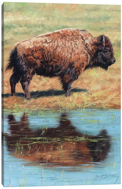 North American Bison Canvas Art Print - David Stribbling