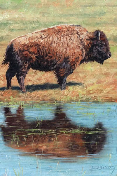 David Stribbling: North American Bison by David Stribbling
