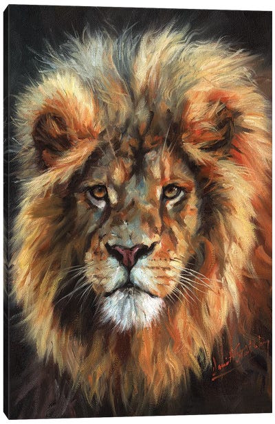 Portrait of a Lion Canvas Art Print - David Stribbling