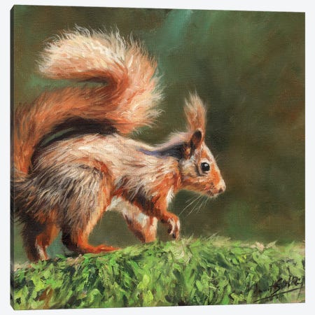 Red Squirrel On Branch Canvas Print #STG197} by David Stribbling Canvas Artwork