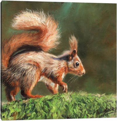 Red Squirrel On Branch Canvas Art Print - David Stribbling