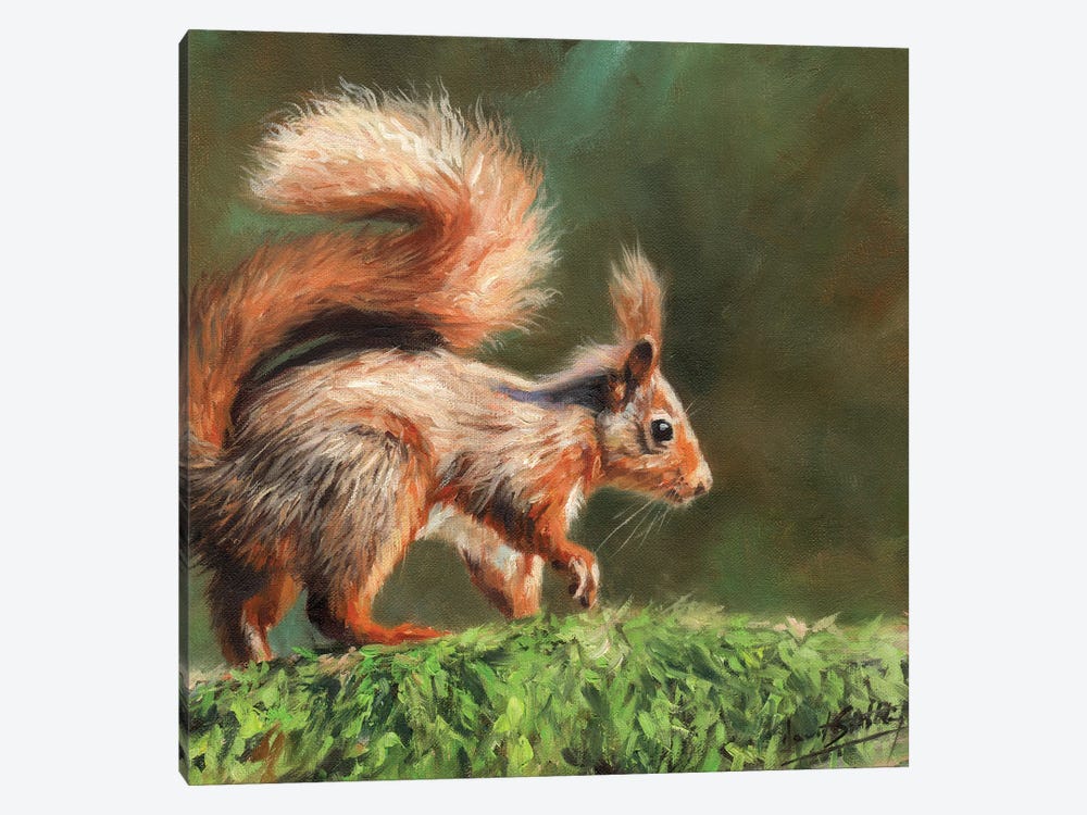 Red Squirrel On Branch by David Stribbling 1-piece Canvas Art