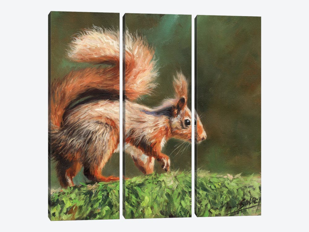 Red Squirrel On Branch by David Stribbling 3-piece Canvas Artwork