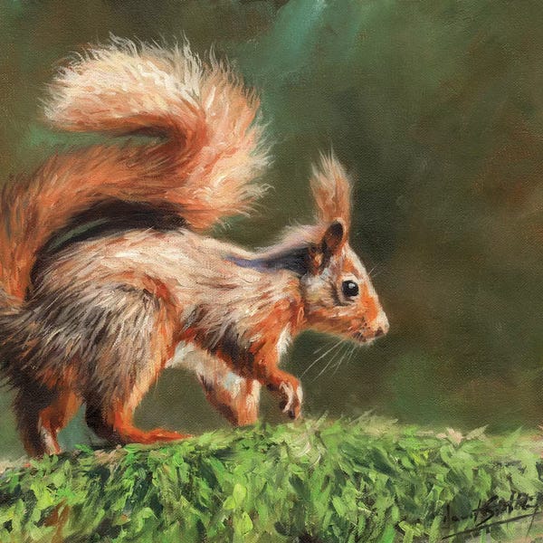 David Stribbling: Red Squirrel On Branch by David Stribbling