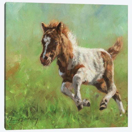 Titch Minature Horse Canvas Print #STG198} by David Stribbling Art Print
