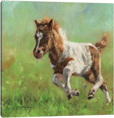 Titch Minature Horse Canvas Art Print - David Stribbling