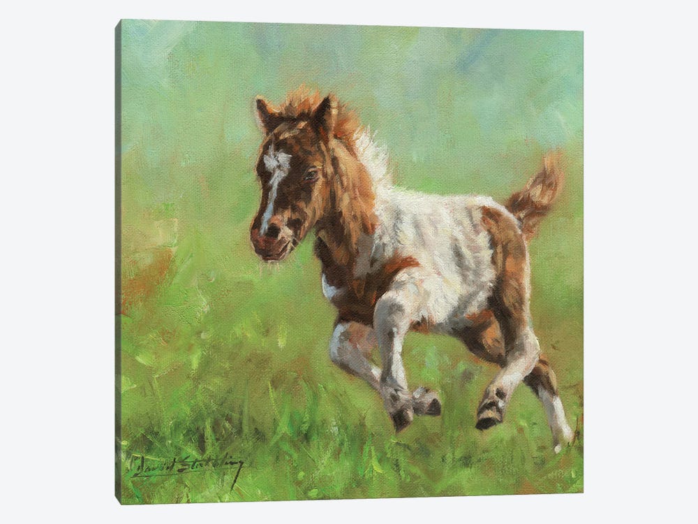 Titch Minature Horse by David Stribbling 1-piece Art Print