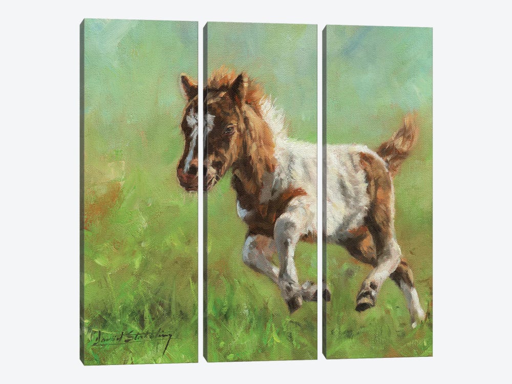 Titch Minature Horse by David Stribbling 3-piece Canvas Art Print