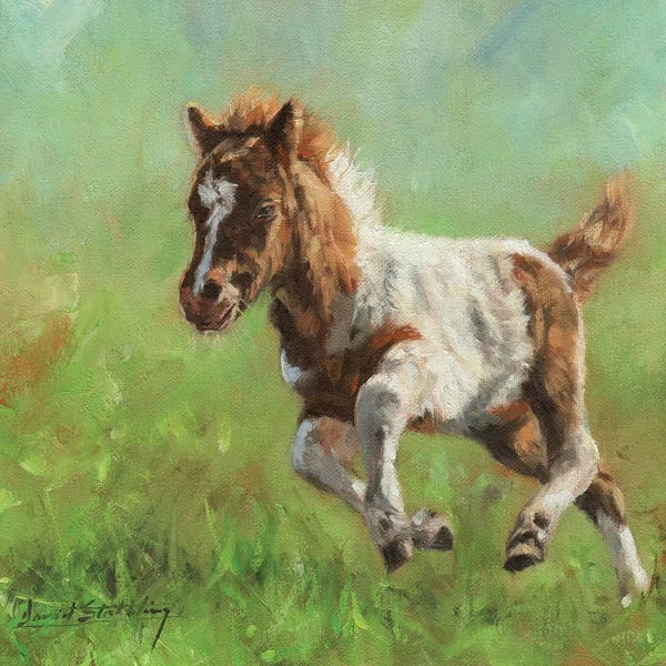 David Stribbling: Titch Minature Horse by David Stribbling