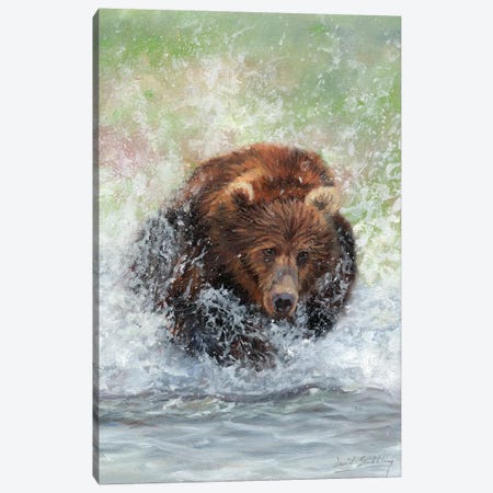 Bear Running Through Water Canvas Print #STG199} by David Stribbling Canvas Art Print