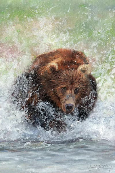 Brown Bears: Bear Running Through Water by David Stribbling