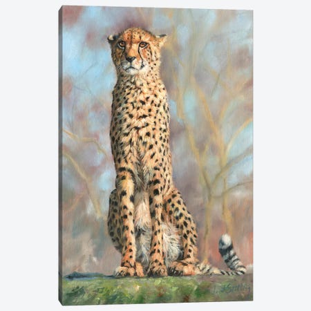 Cheetah I Canvas Print #STG19} by David Stribbling Canvas Art Print