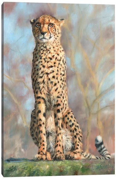 Cheetah I Canvas Art Print - Cheetah Art