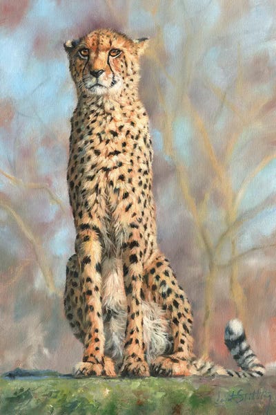 Cheetahs: Cheetah I by David Stribbling
