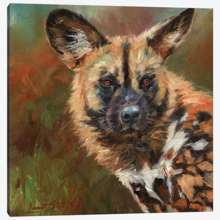 African Wild Dog Portrait Canvas Print #STG1} by David Stribbling Canvas Print