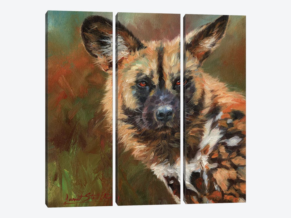 African Wild Dog Portrait by David Stribbling 3-piece Canvas Art Print