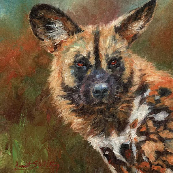 Wildlife Conservation: African Wild Dog Portrait by David Stribbling
