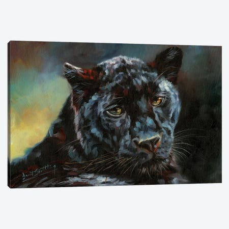 Black Panther II Canvas Print #STG201} by David Stribbling Canvas Art Print