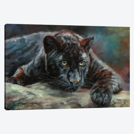 Black Panther IV Canvas Print #STG203} by David Stribbling Canvas Print