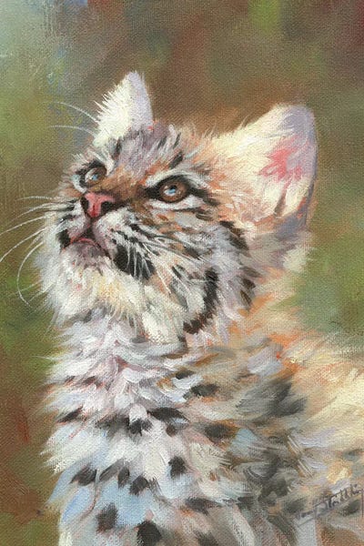 Bobcat Kitten by David Stribbling art print