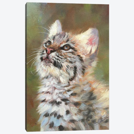 Bobcat Kitten Canvas Print #STG205} by David Stribbling Canvas Wall Art