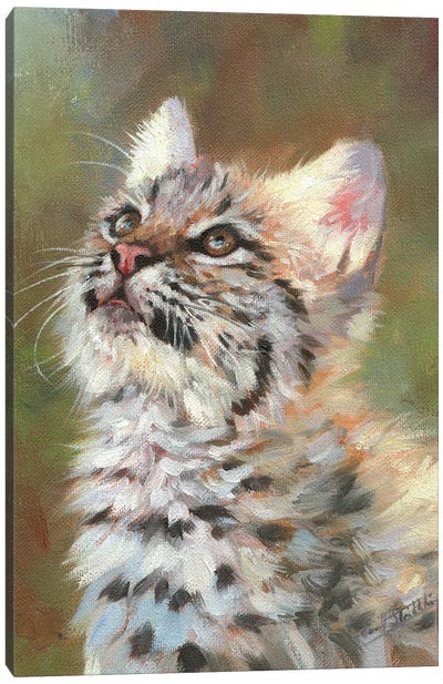 Bobcat Kitten Canvas Art Print - David Stribbling