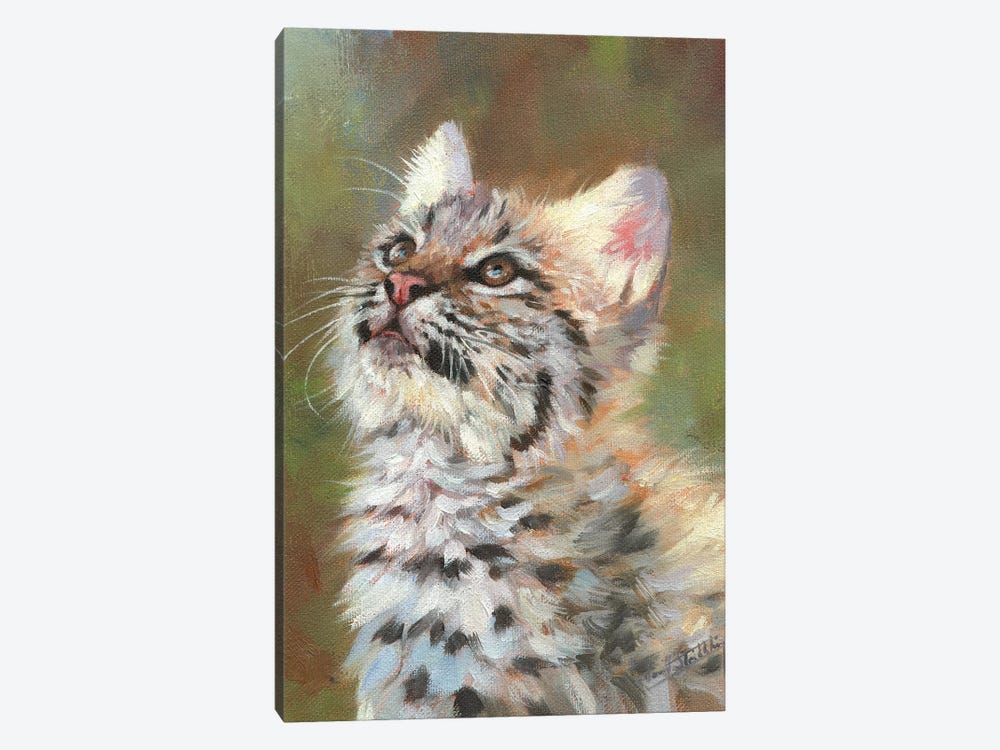 Bobcat Kitten by David Stribbling 1-piece Art Print