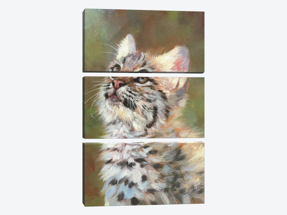 Bobcat Kitten by David Stribbling 3-piece Art Print