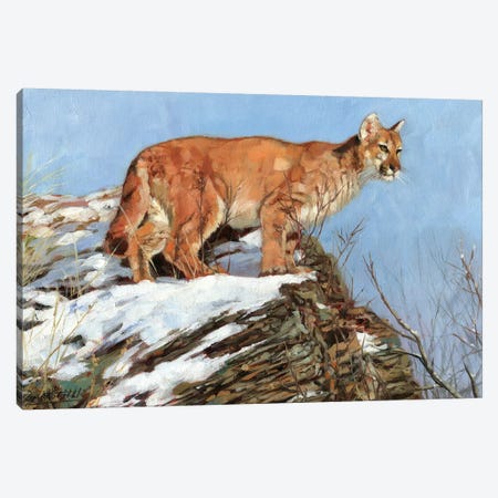 Cougar Snowy Ridge Canvas Print #STG206} by David Stribbling Canvas Artwork