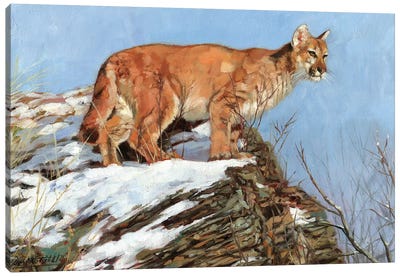 Cougar Snowy Ridge Canvas Art Print - David Stribbling
