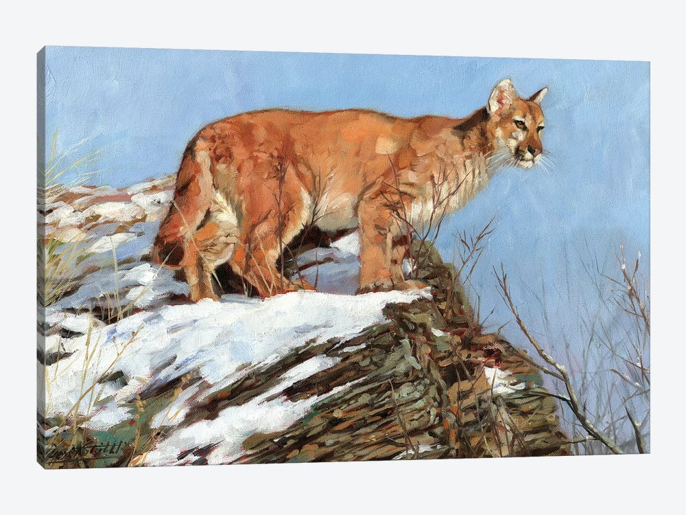 Cougar Snowy Ridge by David Stribbling 1-piece Canvas Wall Art