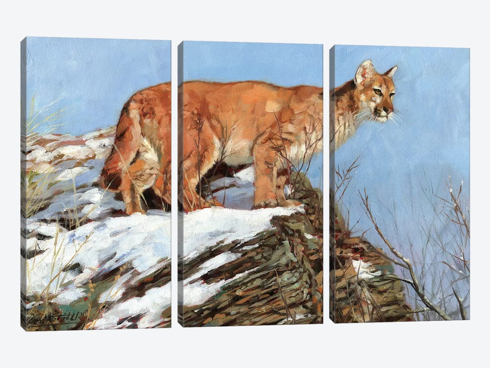 Cougar Snowy Ridge by David Stribbling 3-piece Canvas Wall Art