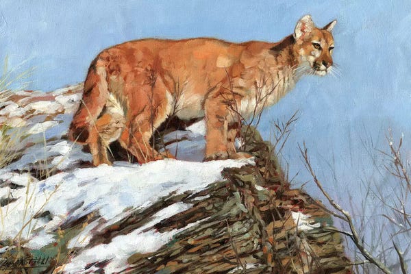 Cougars: Cougar Snowy Ridge by David Stribbling
