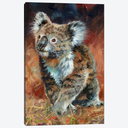 Koala Canvas Print #STG208} by David Stribbling Art Print