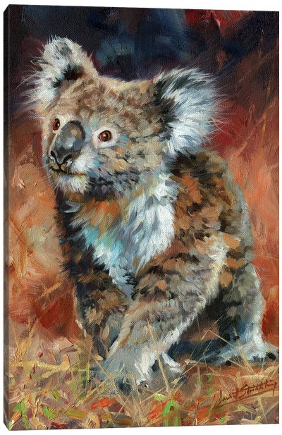 Koala Canvas Art Print - David Stribbling