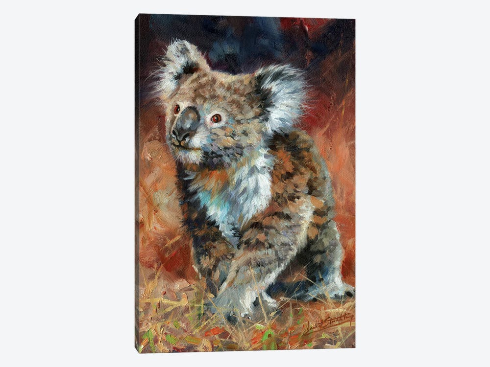 Koala by David Stribbling 1-piece Canvas Art
